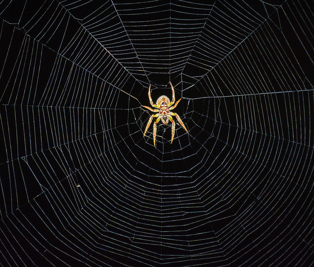 Tropical Orb Weaver