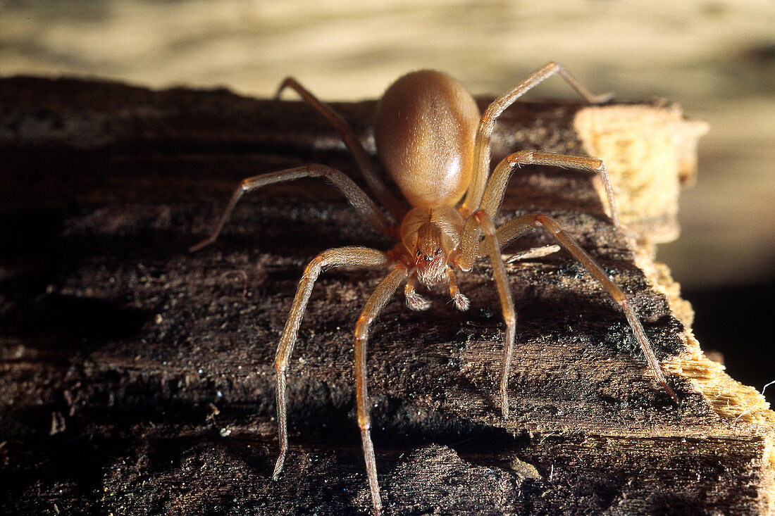 Brown recluse spider