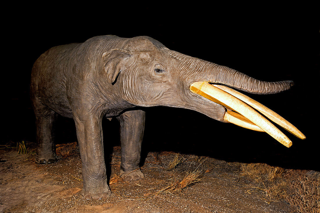 Shovel Tusked gomphothere model