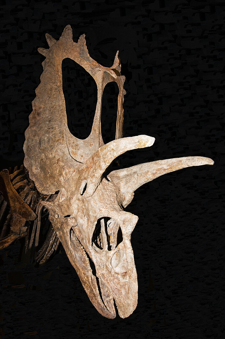 Pentaceratops skull