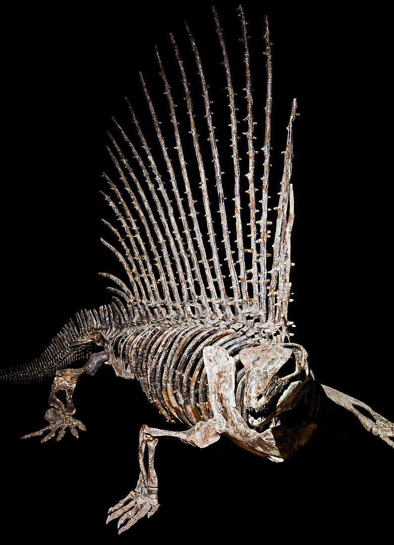 Dimetrodon