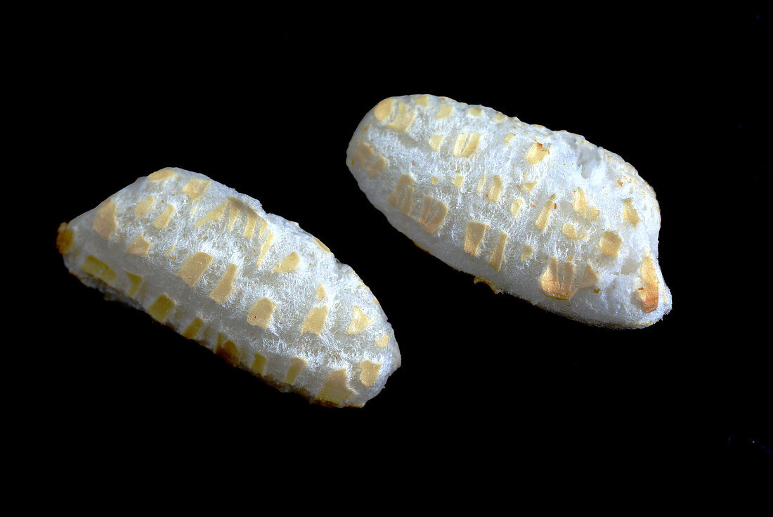 Puffed Rice Grains, Close-Up