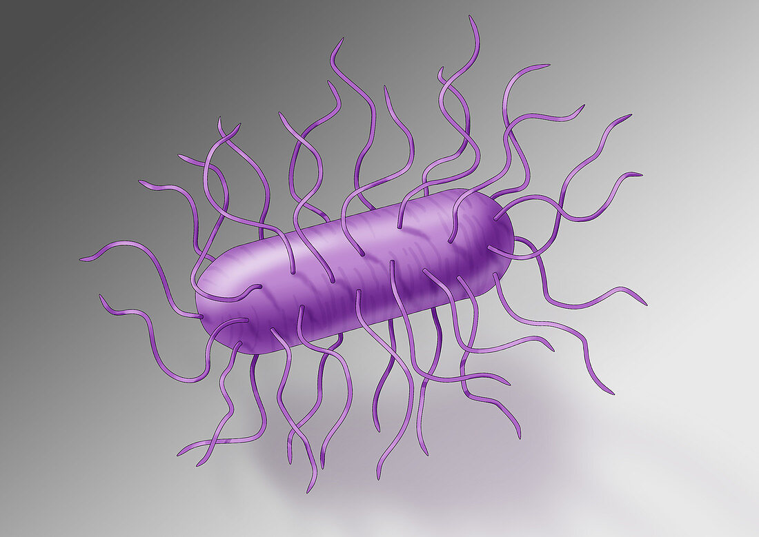 E. coli Bacteria, Illustration