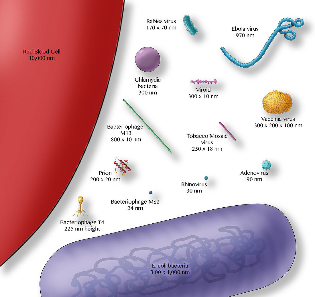 Virus vs. Bacteria, Comparison