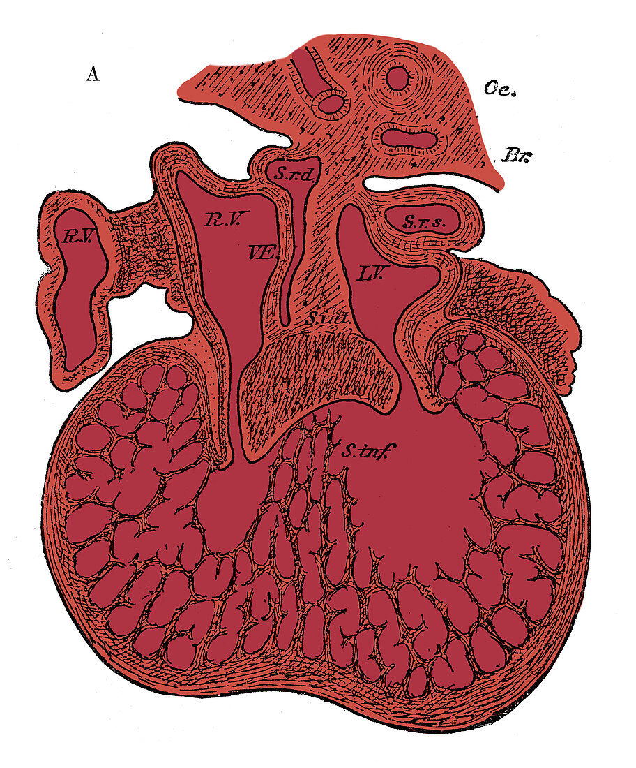 Human Embryo, Heart Development