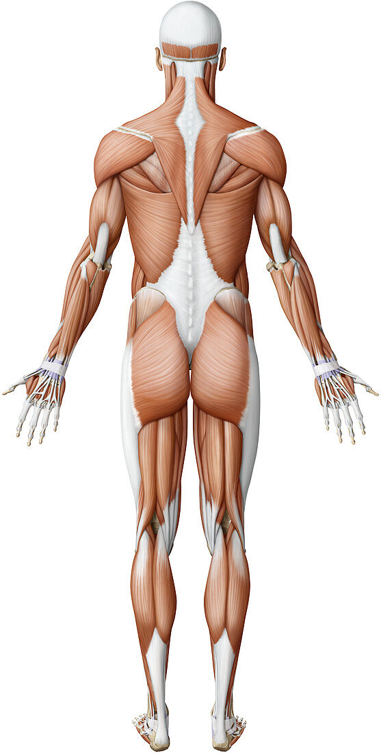 Main skeletal muscles, illustration