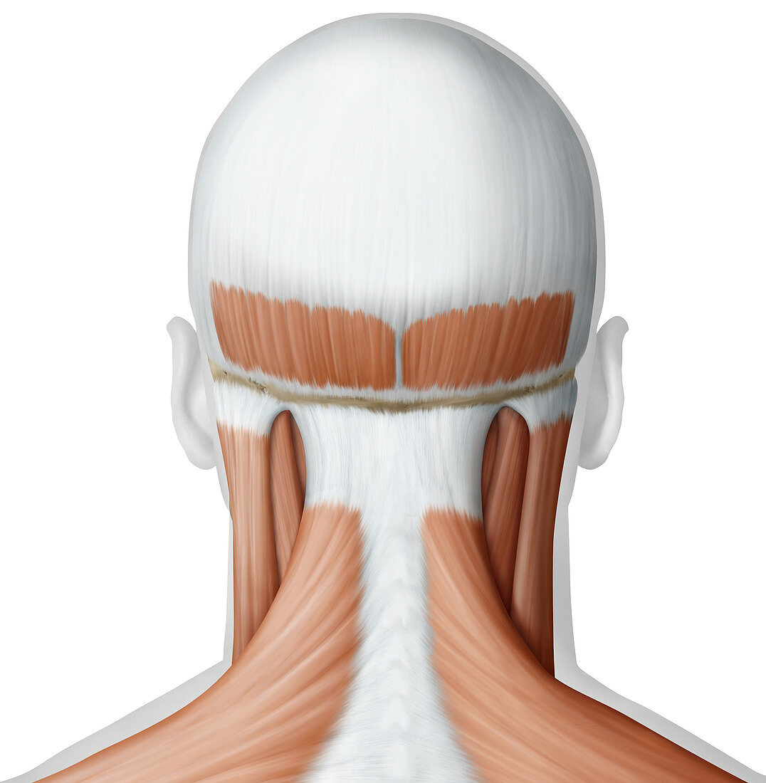 Muscle of the head and neck, illustration