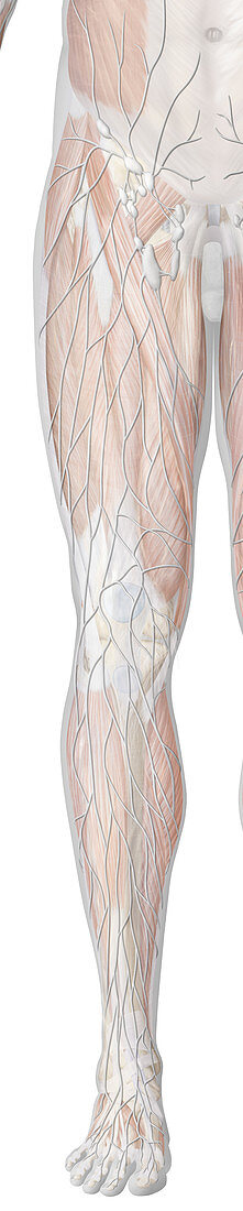 Principal lymph of leg, illustration
