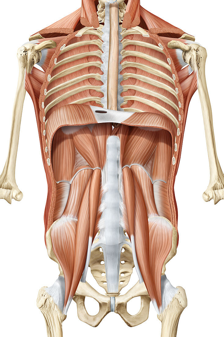 Deep trunk muscles, anterior view, illustration