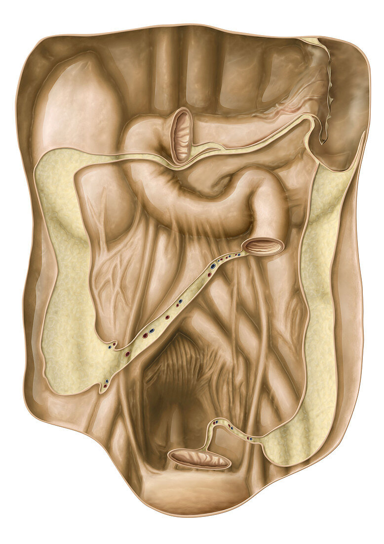 Peritoneum, illustration