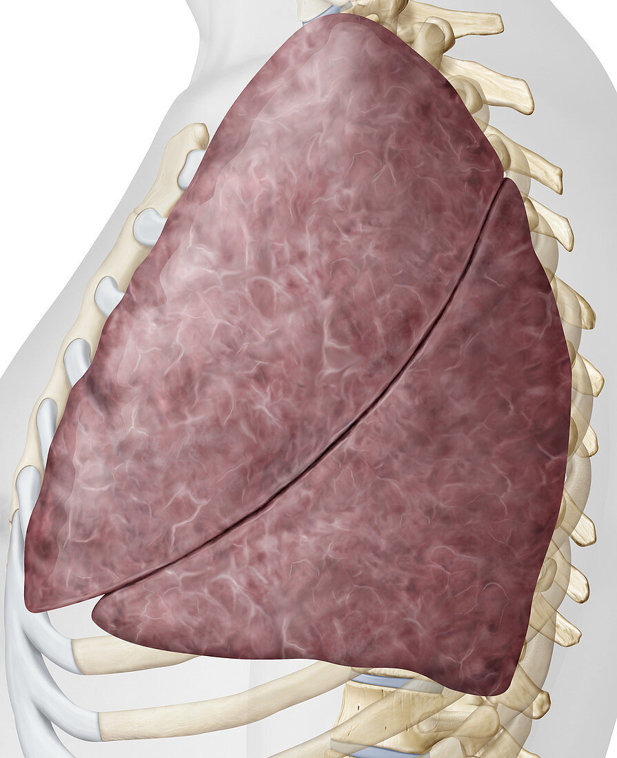 Lung, lateral view, illustration