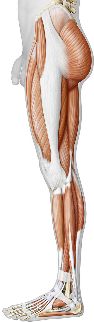 Lower body muscles, lateral view, illustration