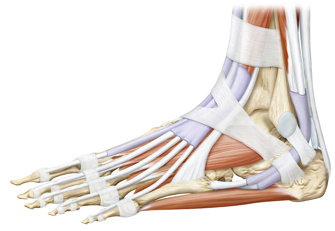 Foot muscles, lateral view, illustration
