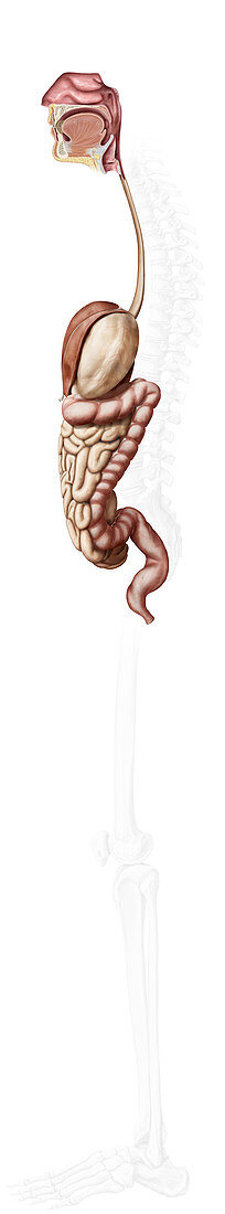 Digestive system, lateral view, illustration