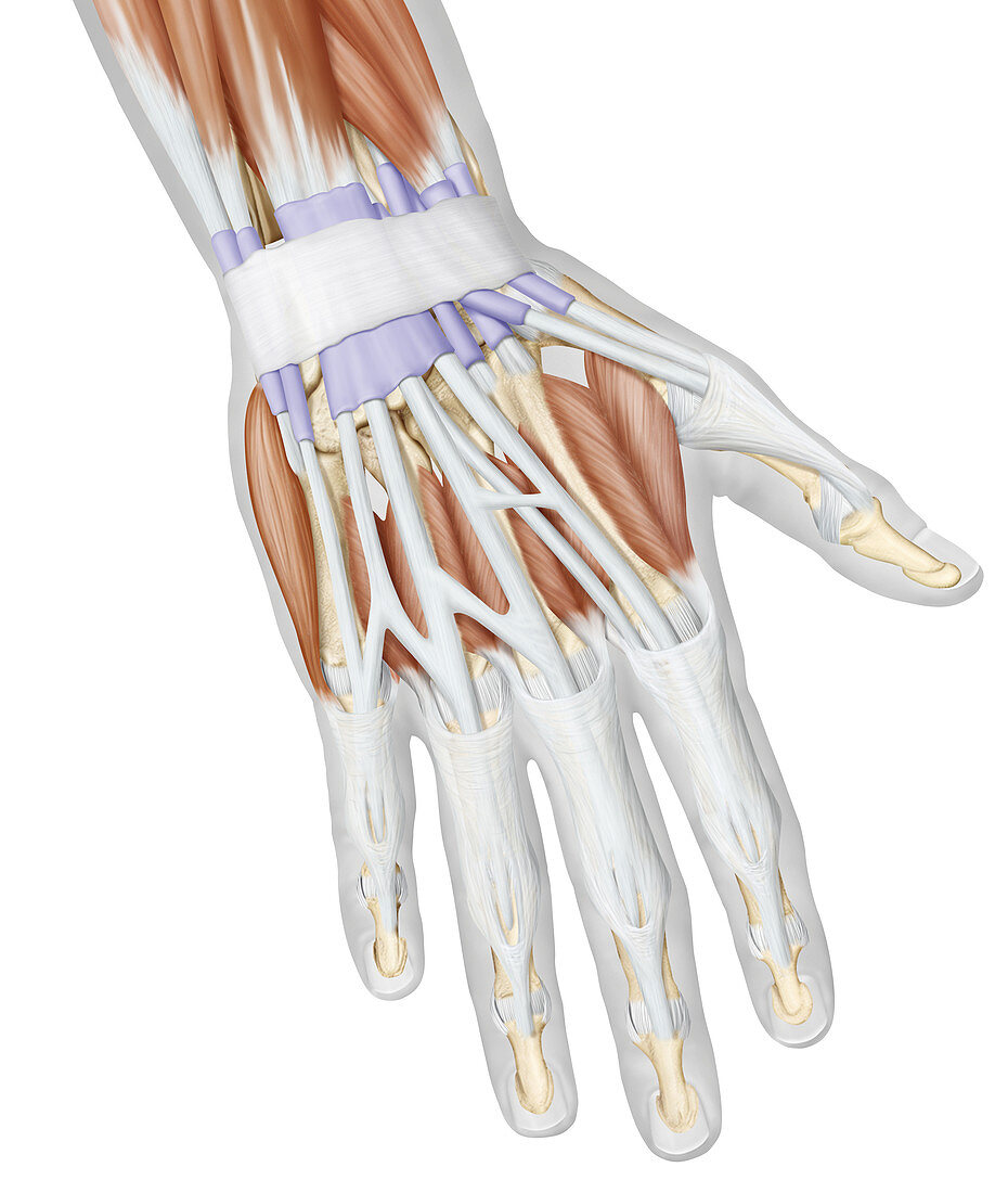 Muscle of the hand, posterior view, illustration