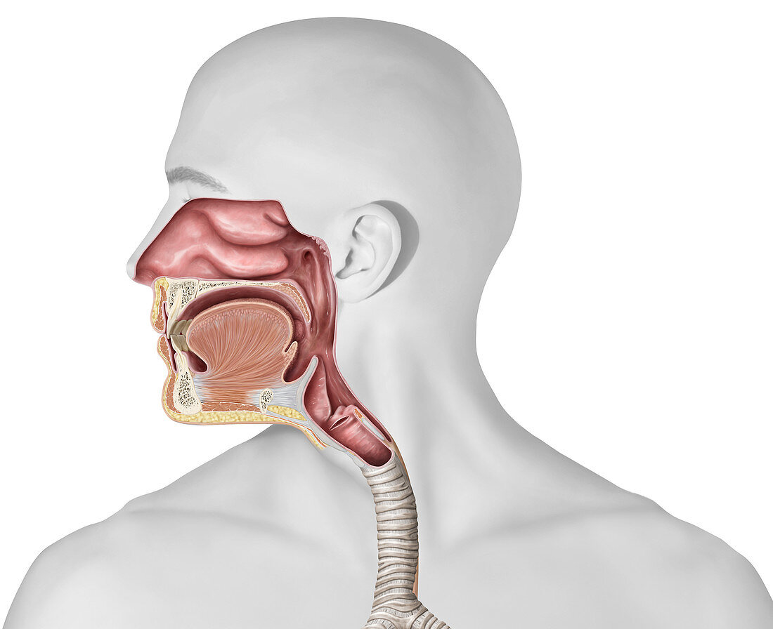 Upper organs of respiratory system, illustration