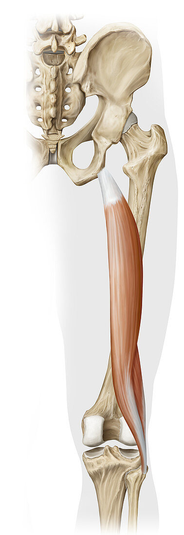 Thigh biceps, illustration