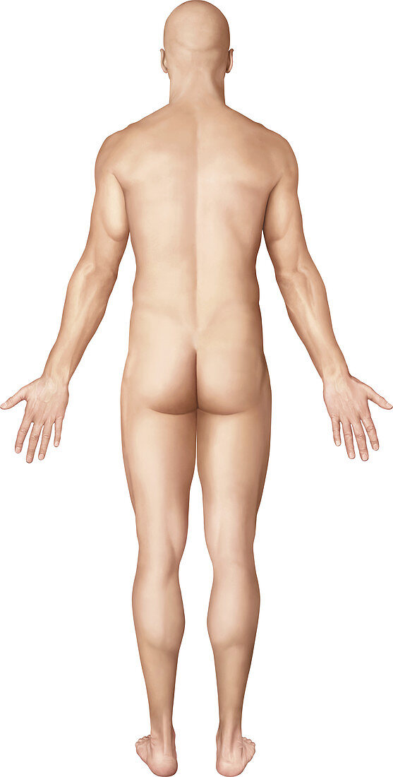 Man, posterior view, illustration