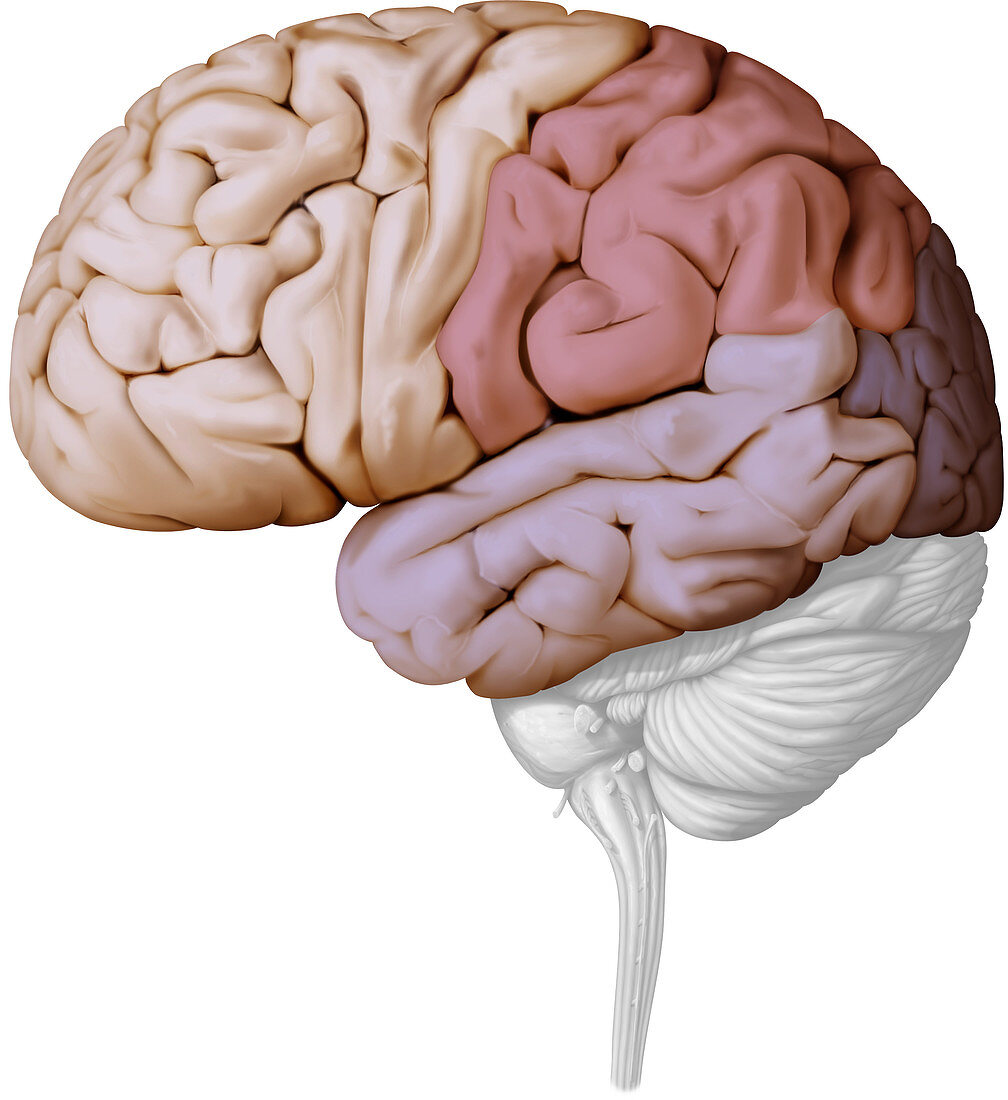 Cerebral Lobes, illustration