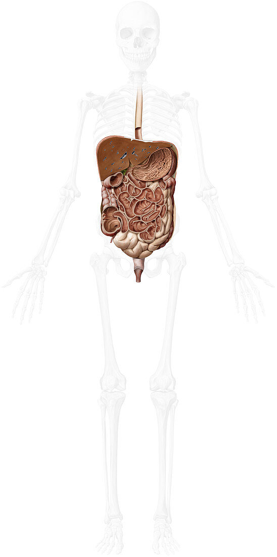 Digestive system, illustration