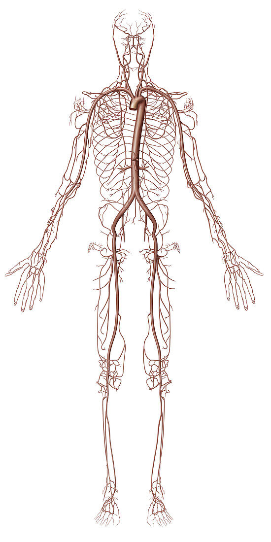 Principal arteries, illustration