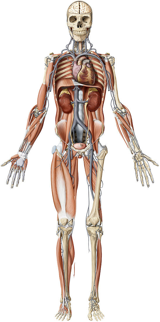 Systems of the human body, illustration