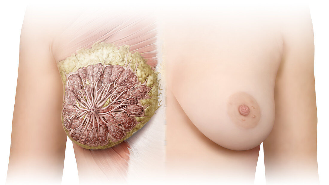 Breast Anatomy, illustration