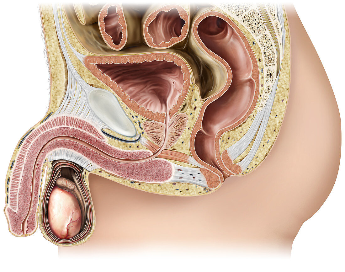 Male genital organs, sagittal view, illustration