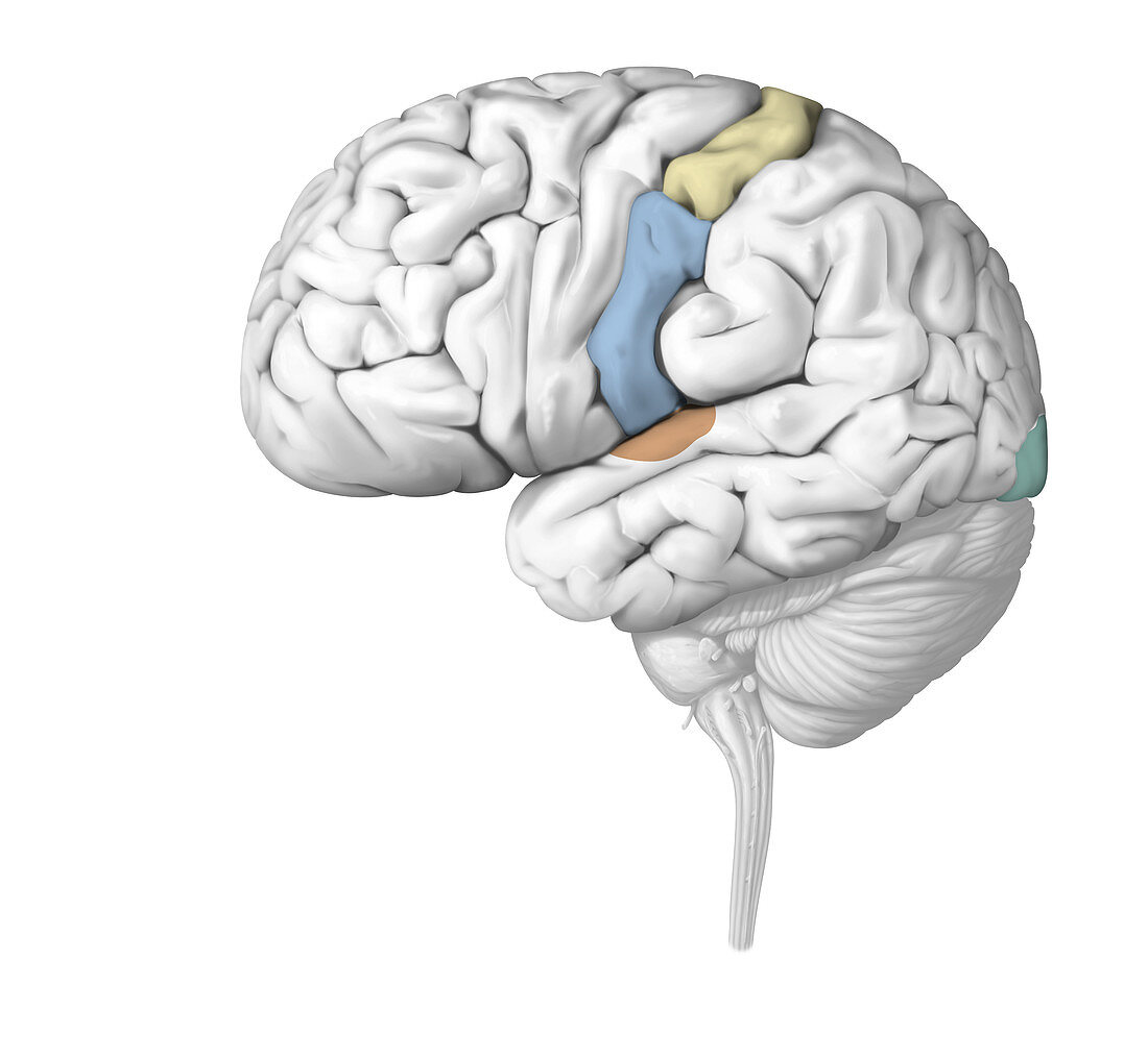 Primary sensory cortical area, illustration