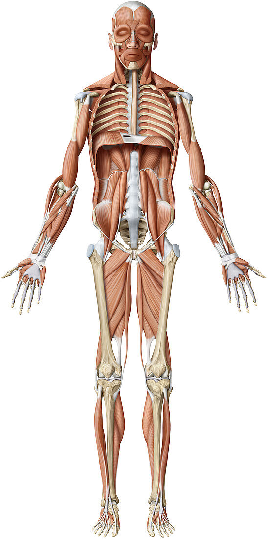 Main deep muscles, illustration