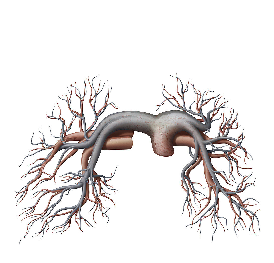 Pulmonary veins and arteries, illustration