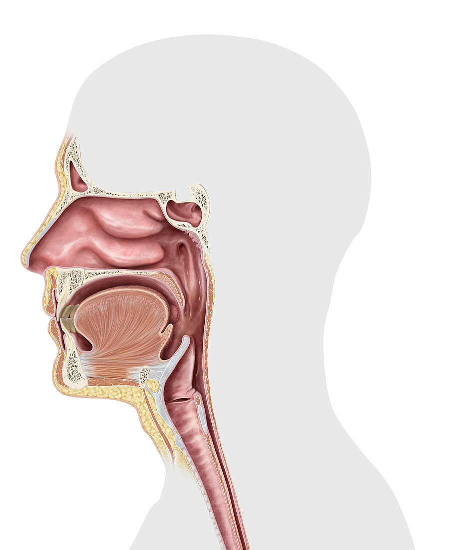 Upper respiratory system organs, illustration