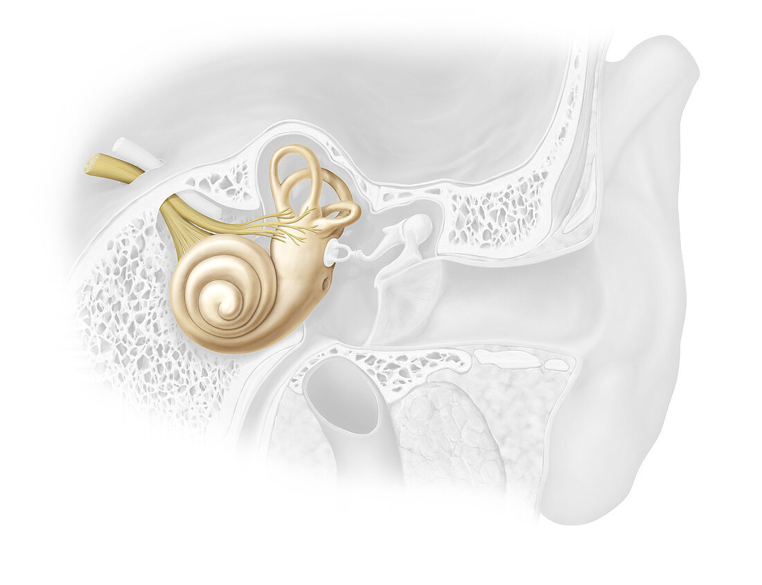 Inner ear, illustration