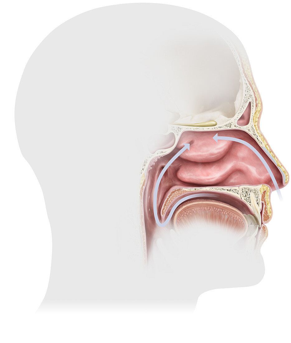 Nasal cavity, illustration