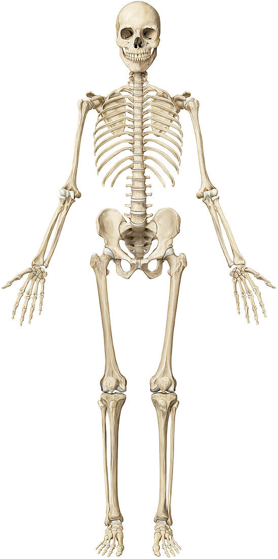 Human skeleton, illustration