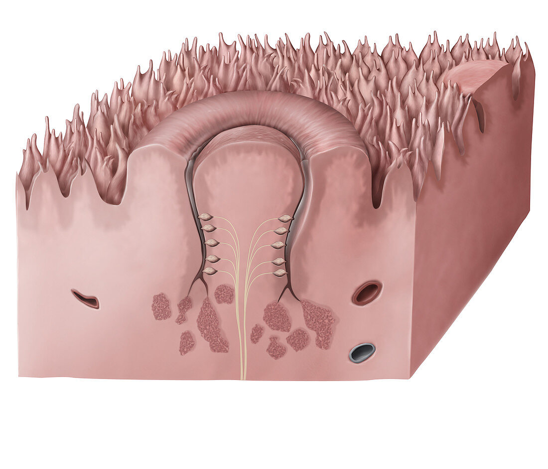 Taste receptor, illustration