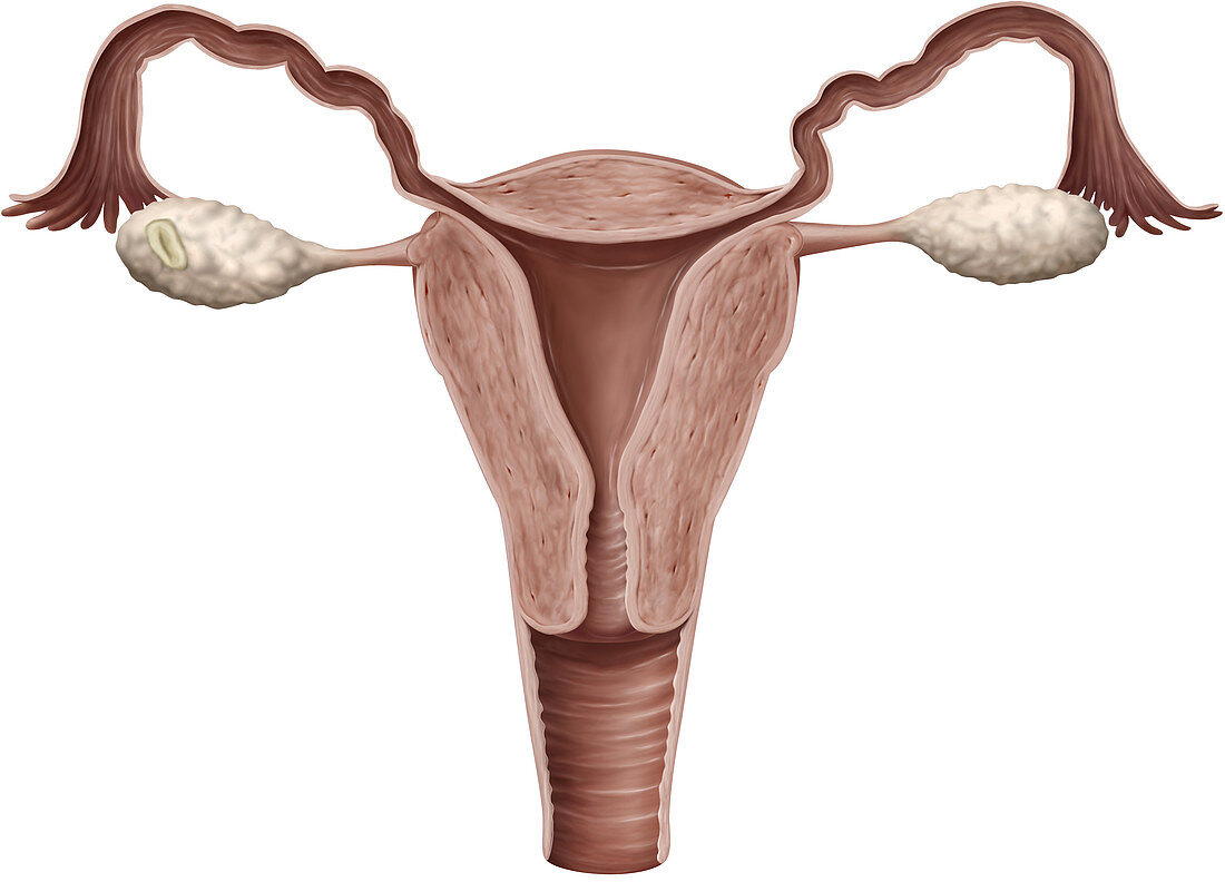 Female genital organs, cross section, illustration