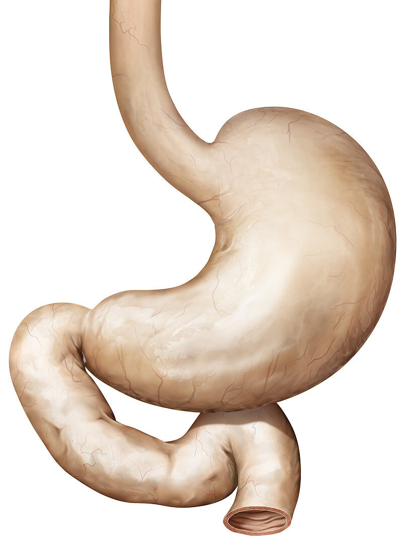 Stomach anterior view, illustration