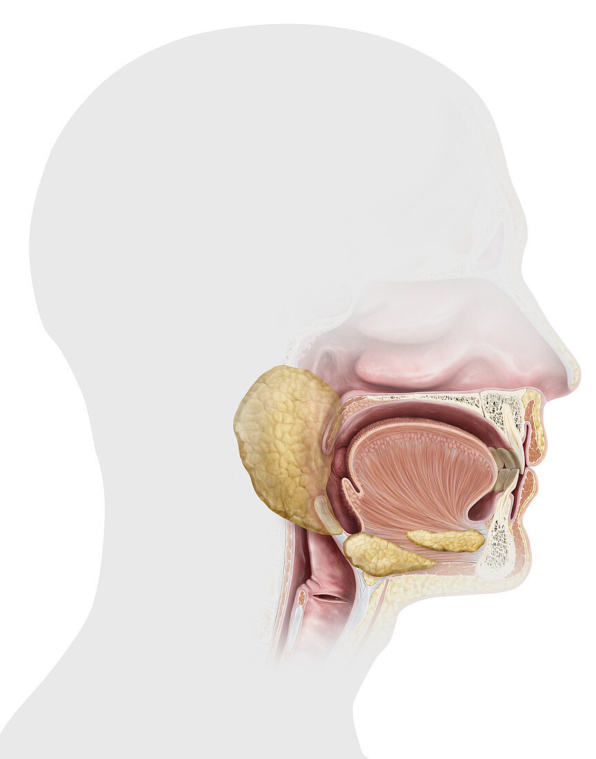 Upper digestive system organs, illustration
