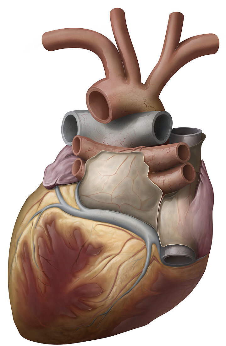 Heart, posterior view, illustration