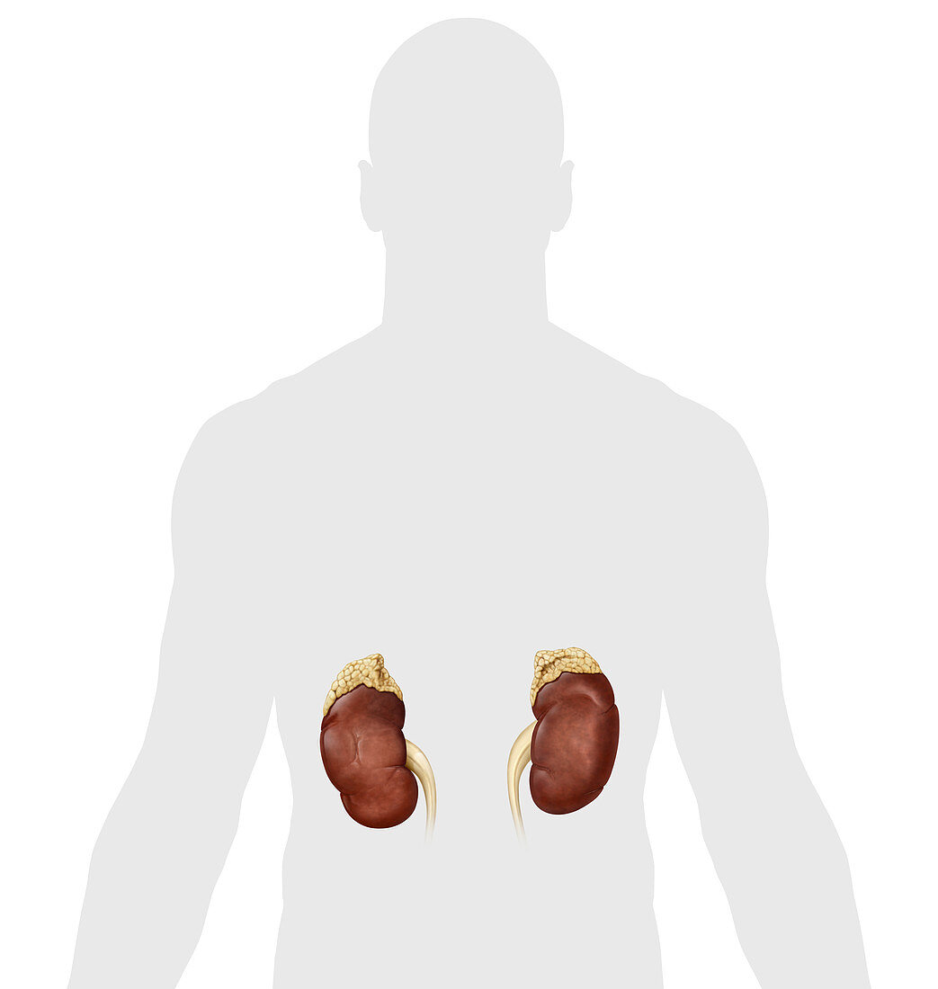 Kidney, illustration