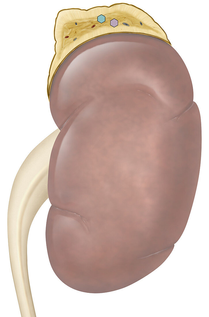 Adrenal Gland, illustration