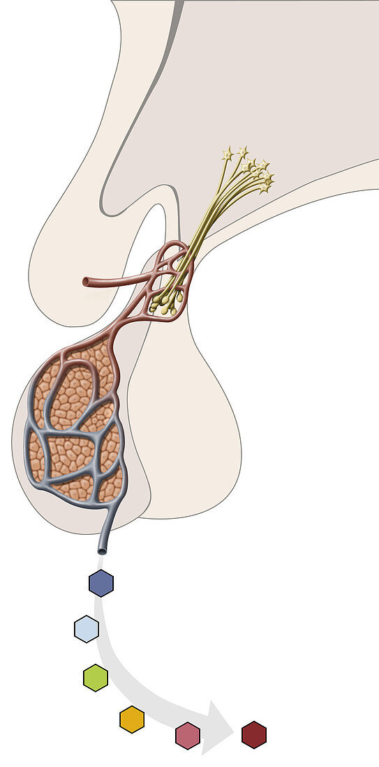 Structure of the pituitary gland, illustration