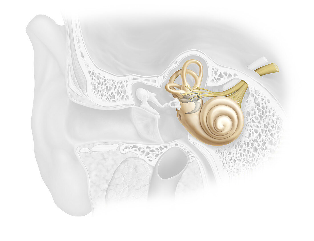 Inner ear, illustration