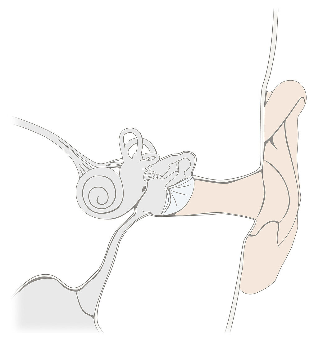Outer ear, illustration