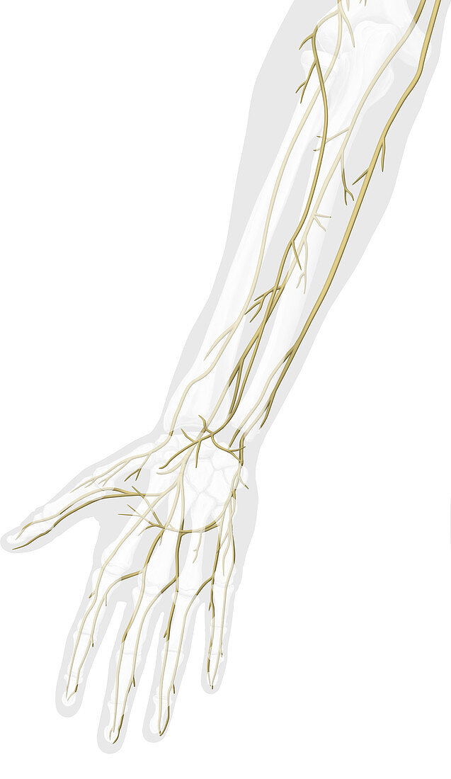 Main nerves of the hand, anterior view, illustration