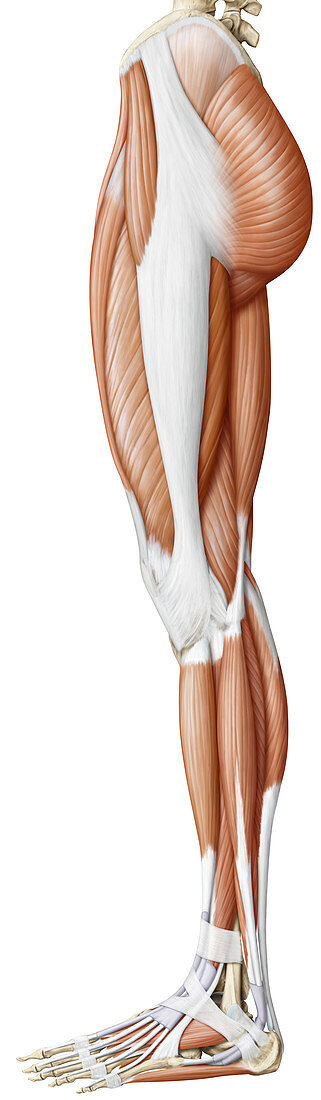 Muscles of the lower body, illustration