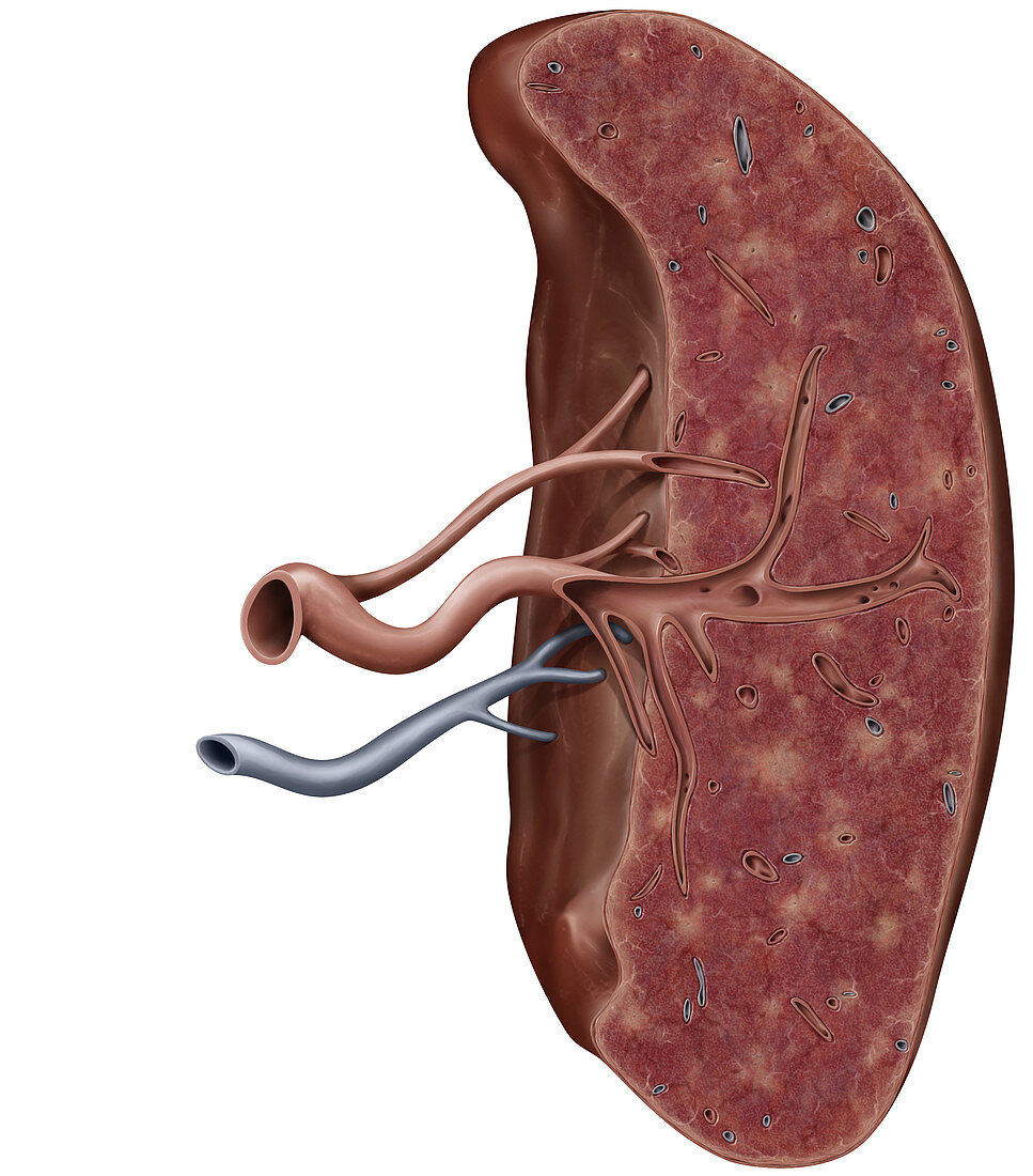 Spleen in cross section, illustration