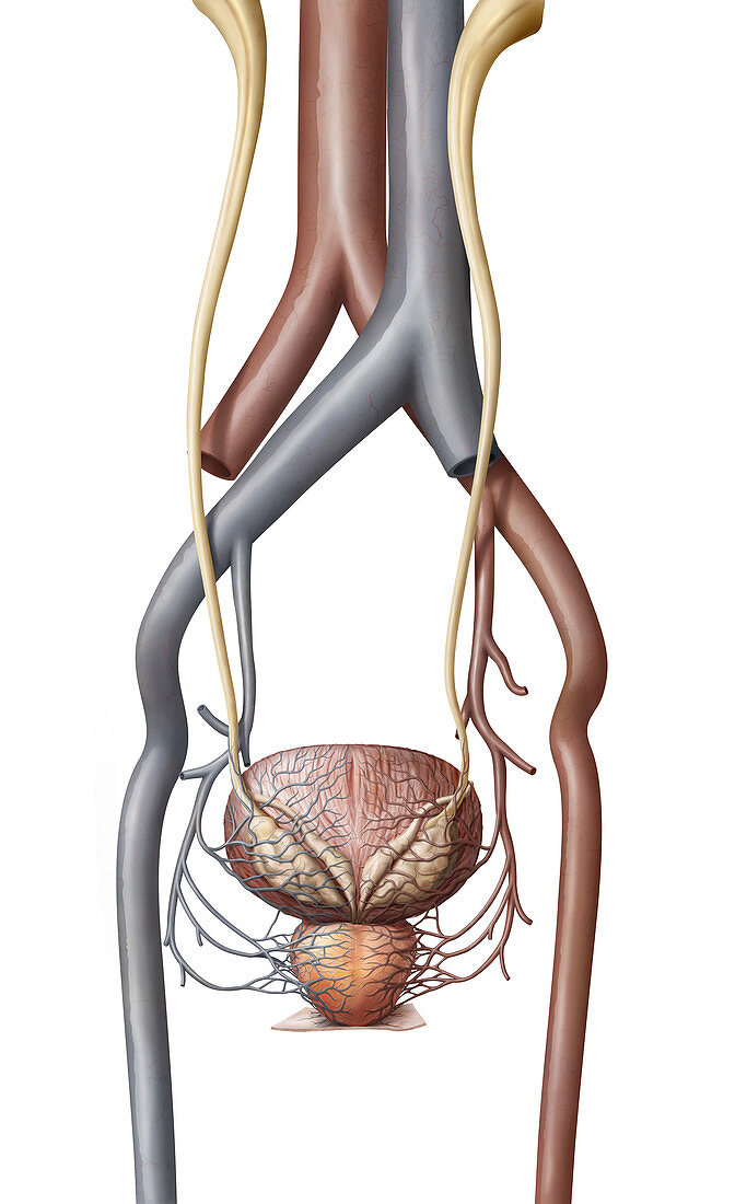 Bladder and Prostate Blood Vessels, illustration