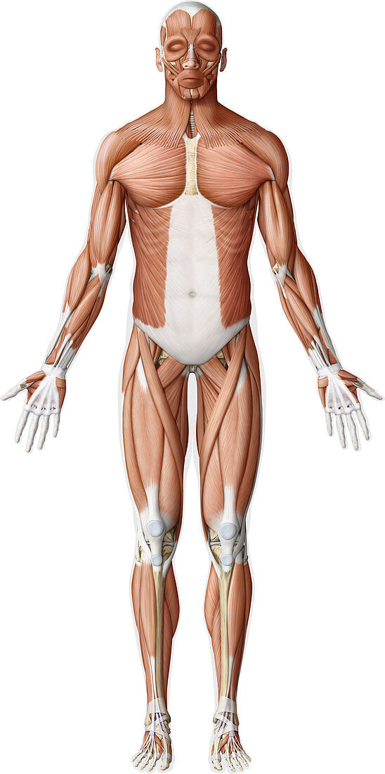 Main muscles of the body, illustration